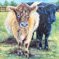 Belted Galloway Cattle with Curls