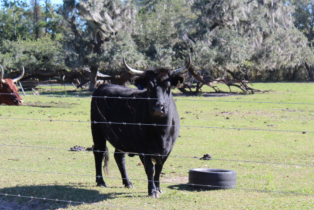 Historic Florida Cracker Cattle at Dawn