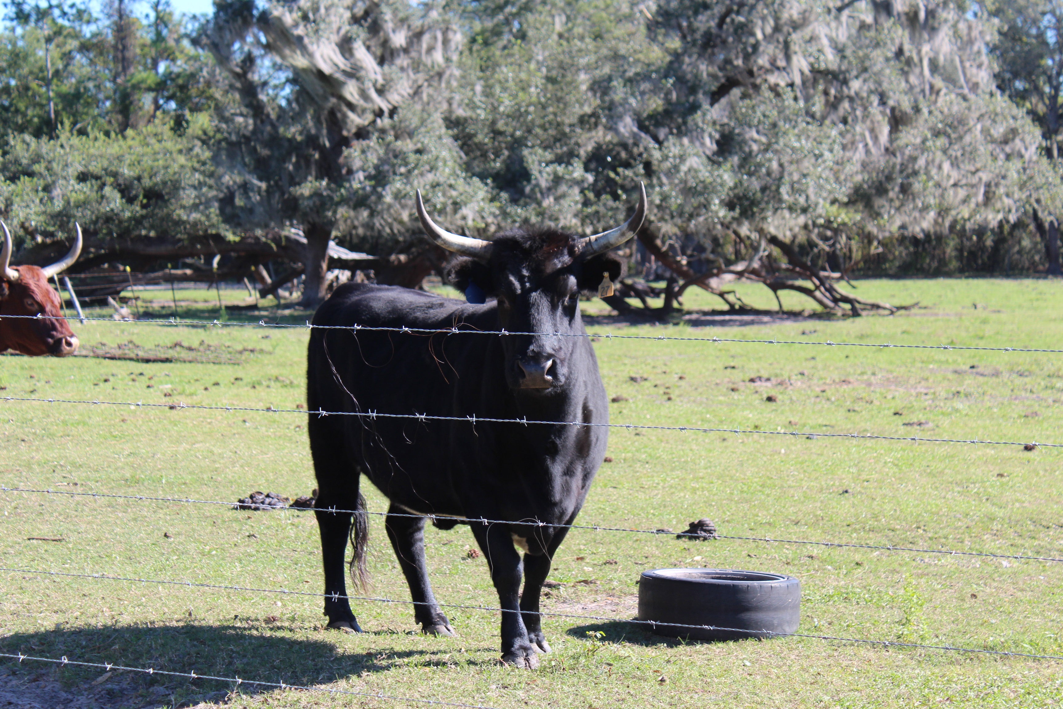 Historic Florida Cracker Cattle at Dawn