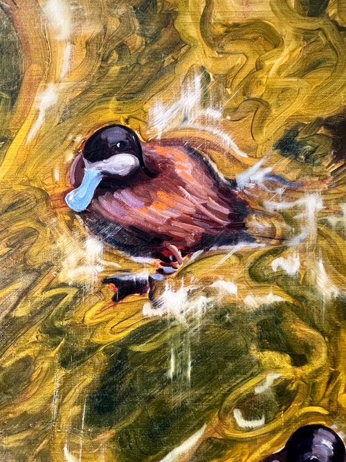 Blue-Billed Ducklings at Play