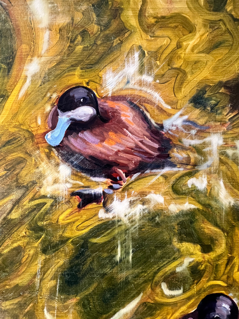 Blue-Billed Ducklings at Play