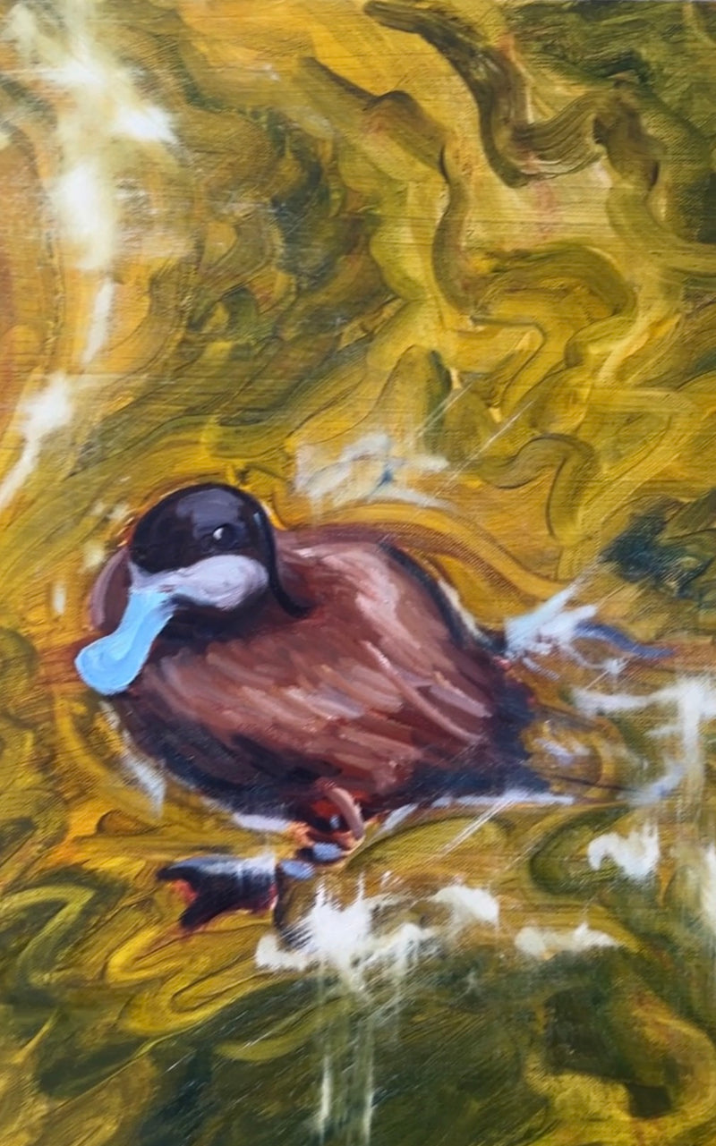 Blue-Billed Ducklings at Play