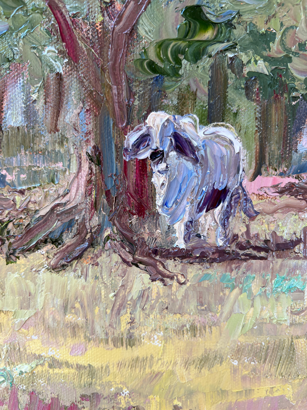 Brahman Cows in the Field