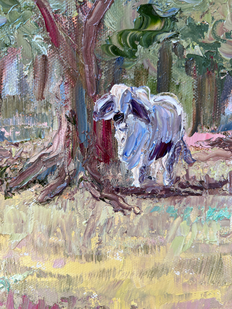 Brahman Cows in the Field