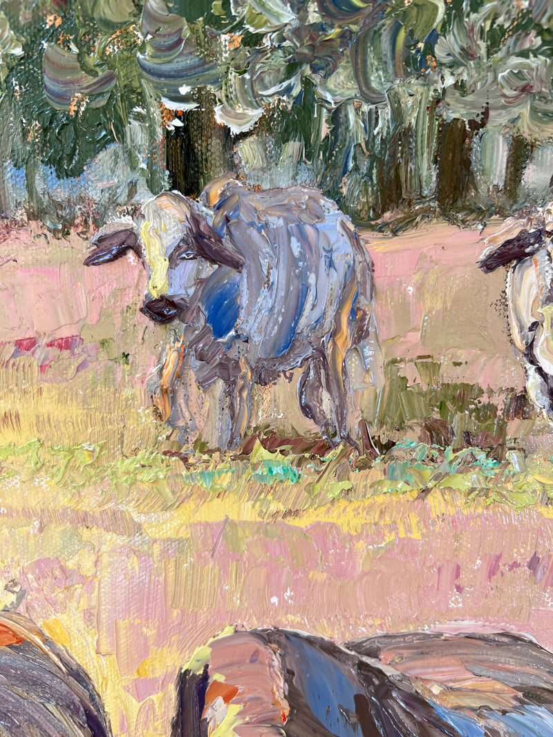 Brahman Cows in the Field