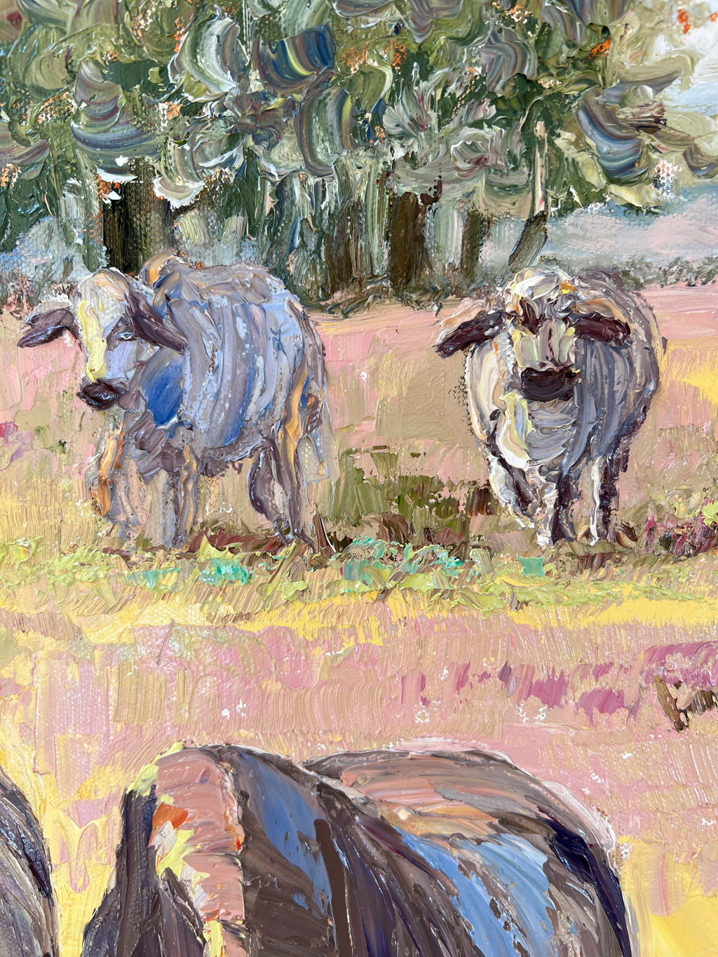 Brahman Cows in the Field