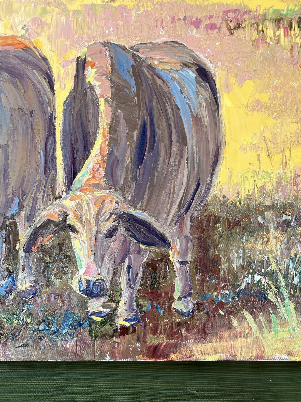 Brahman Cows in the Field