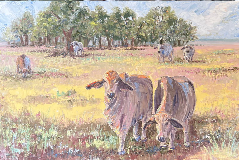 Brahman Cows in the Field