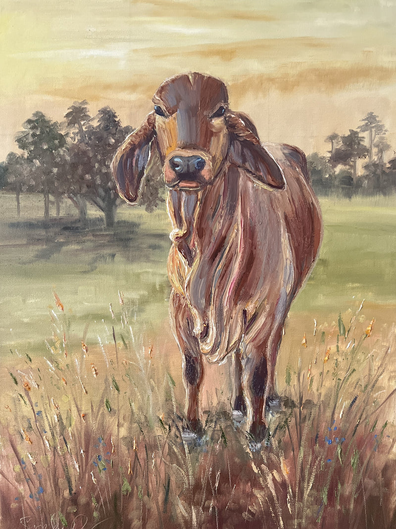 Brahman Brown Cow