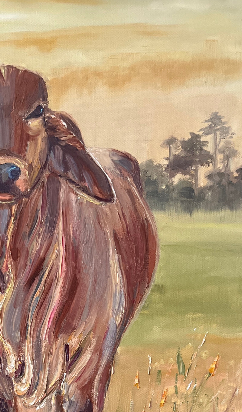 Brahman Brown Cow