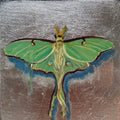 Luna Moth