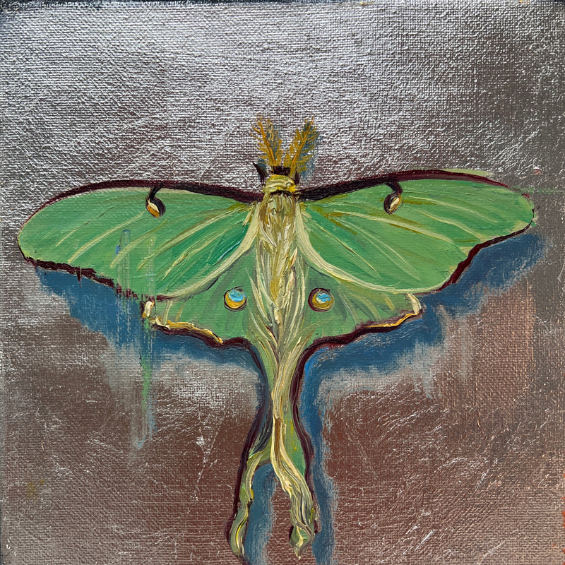 Luna Moth