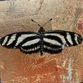 Zebra Longwing Butterfly