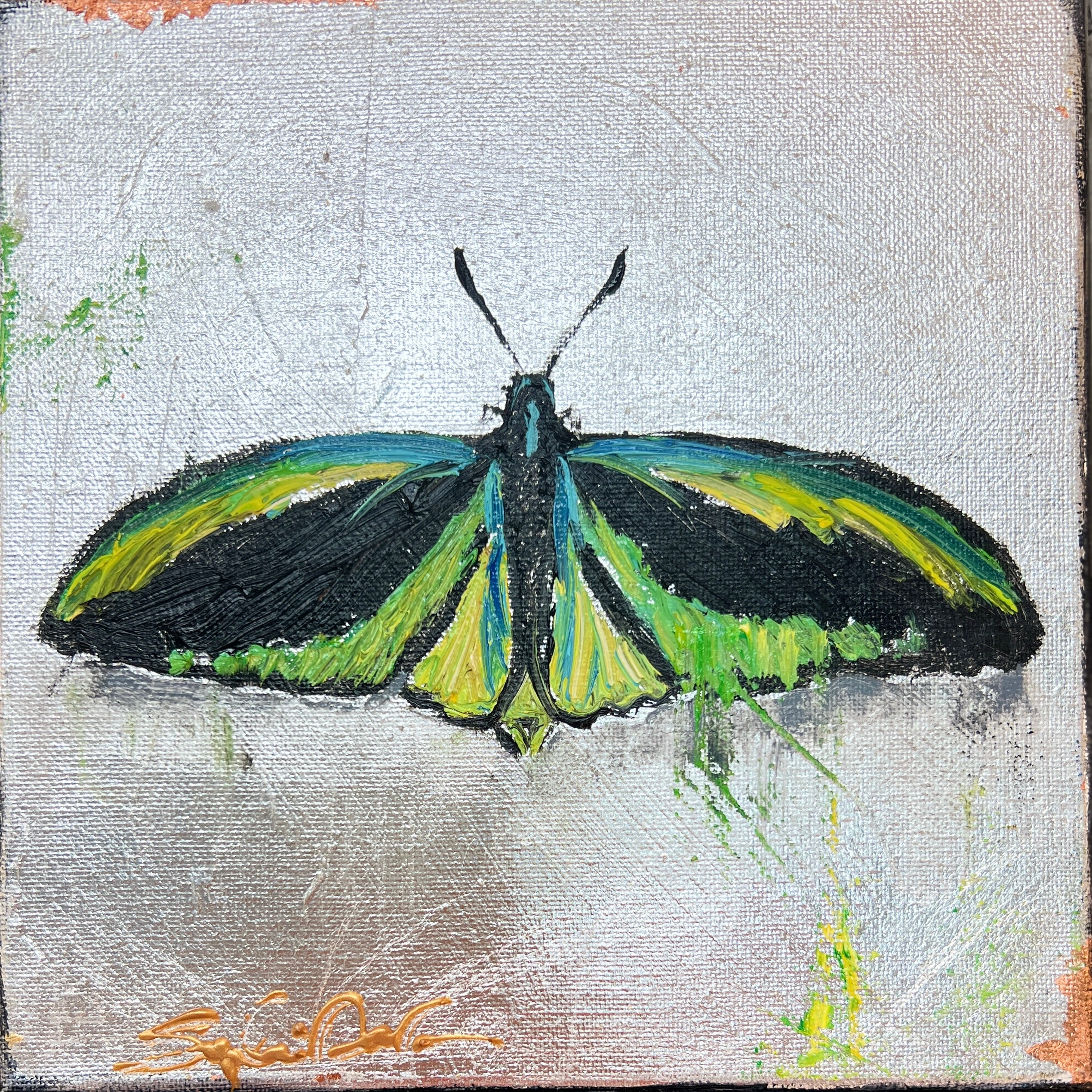 Green Birdwing Butterfly