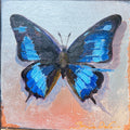 Blue Ulysses Butterfly