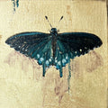 Pipevine Swallowtail Butterfly