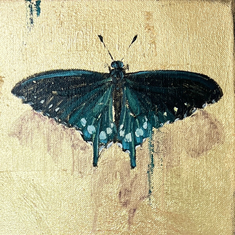 Pipevine Swallowtail Butterfly