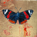 Red Admiral Butterfly