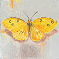 Common grass yellow Butterfly