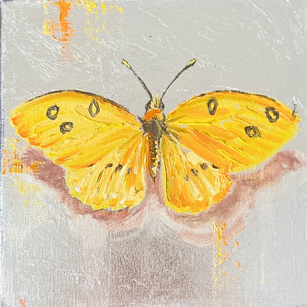 Common grass yellow Butterfly
