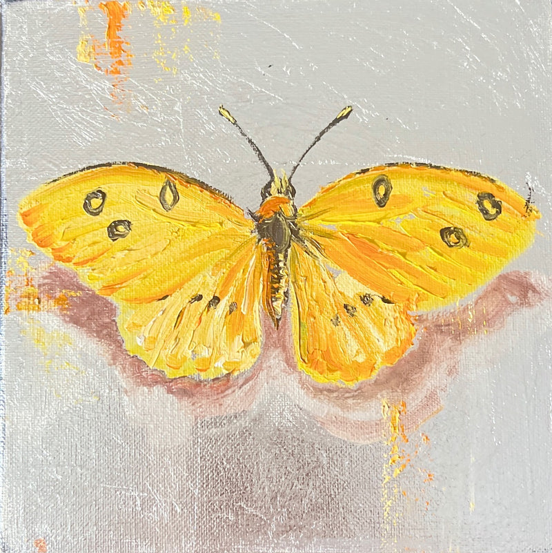 Common grass yellow Butterfly