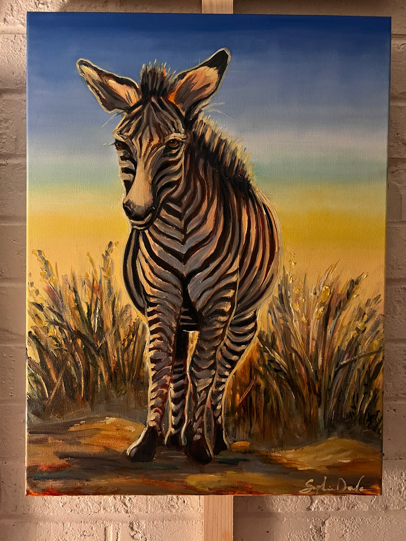 Zebra at Golden Hour