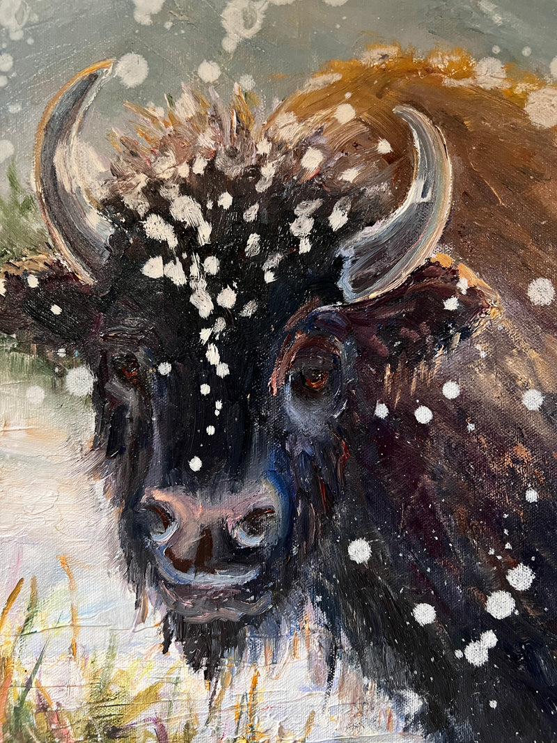 Buffalo in Snow