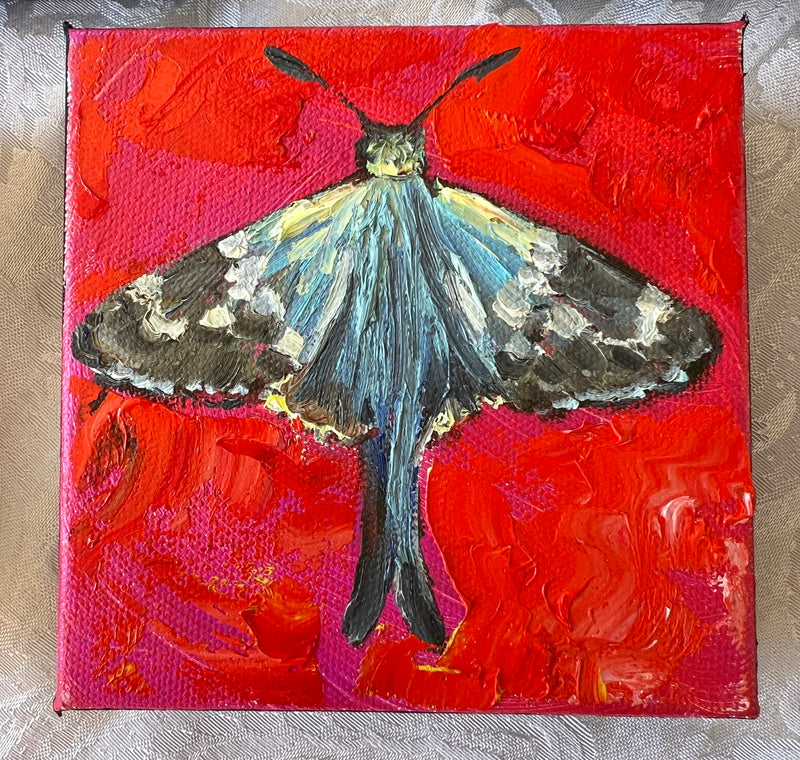 Pipevine Swallowtail Butterfly #7