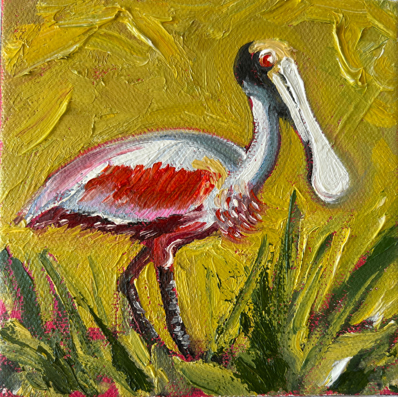 Roseate Spoonbill #15
