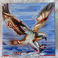 Osprey #17