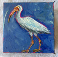 Ibis #22