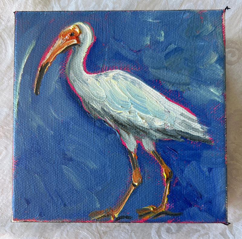 Ibis #22