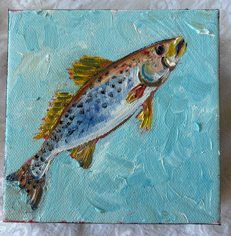 Speckled Trout #50
