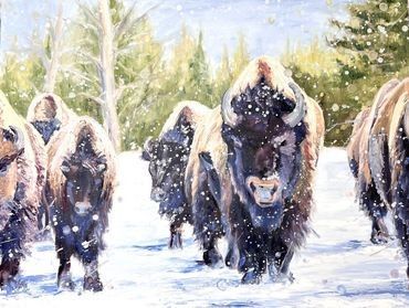 Bison Perseverance