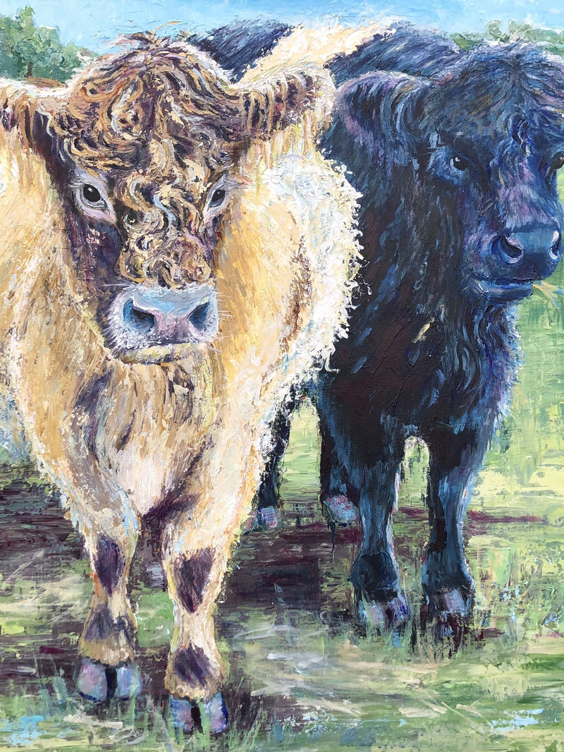 Belted Galloway Cows Matte Paper Print 18x24″